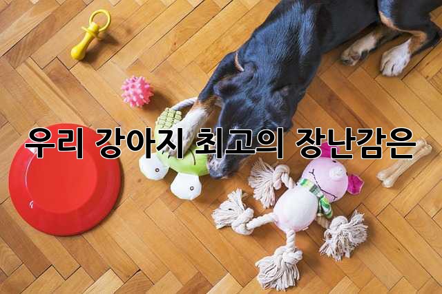 우리 강아지, 최고의 장난감은? 🐶